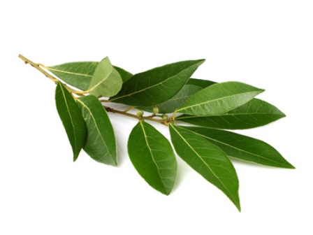 Branch of laurel