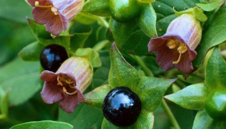 Botanik Tollkirsche Atropa belladonna deadly nightshade Giftige Pflanze mit Blüte und Frucht